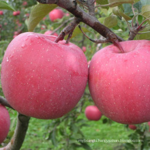 red fuji china fuji shandong Fuji apples